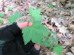 Ribes americanum