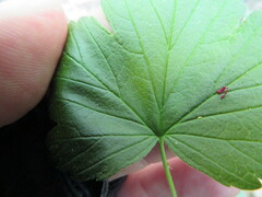 Ribes americanum