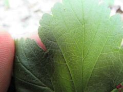 Ribes americanum