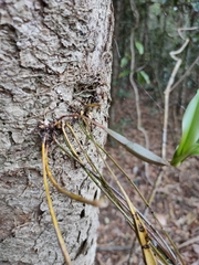 Dendrobium tetragonum