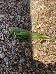 Tettigoniidae
