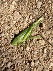 Tettigoniidae