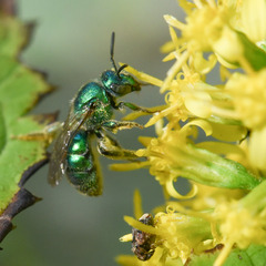 Augochloropsis viridula