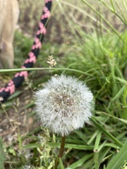 Taraxacum