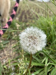Taraxacum