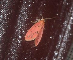 Miltochrista parallelina