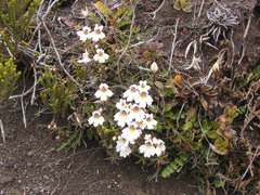 Euphrasia cuneata
