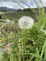 Taraxacum