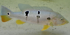 Speckled Pavon photo 5