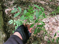 Sambucus canadensis