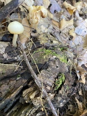 Cuphophyllus virgineus