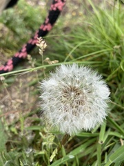 Taraxacum