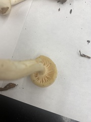 Cuphophyllus virgineus