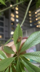 Cacoecimorpha pronubana