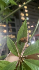 Cacoecimorpha pronubana