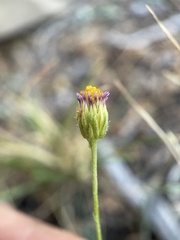 Erigeron breweri