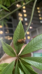 Cacoecimorpha pronubana