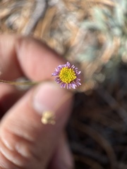 Erigeron breweri