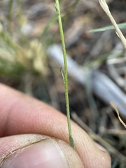 Erigeron breweri