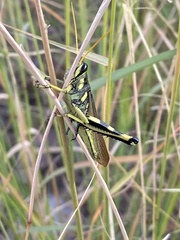 Schistocerca albolineata