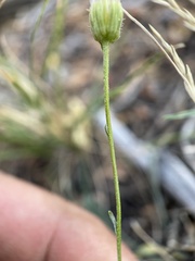 Erigeron breweri