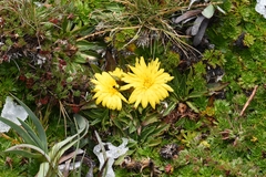 Hypochaeris sessiliflora