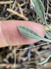 Erigeron breweri