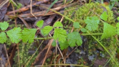 Rubus parvifolius