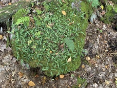 Asplenium rhizophyllum