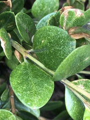 Eurytetranychus buxi