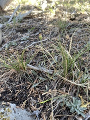 Erigeron breweri