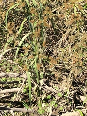 Cyperus erythrorhizos