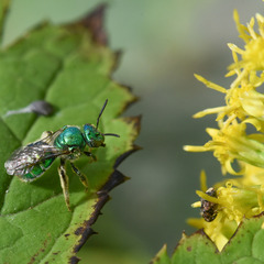 Augochloropsis viridula