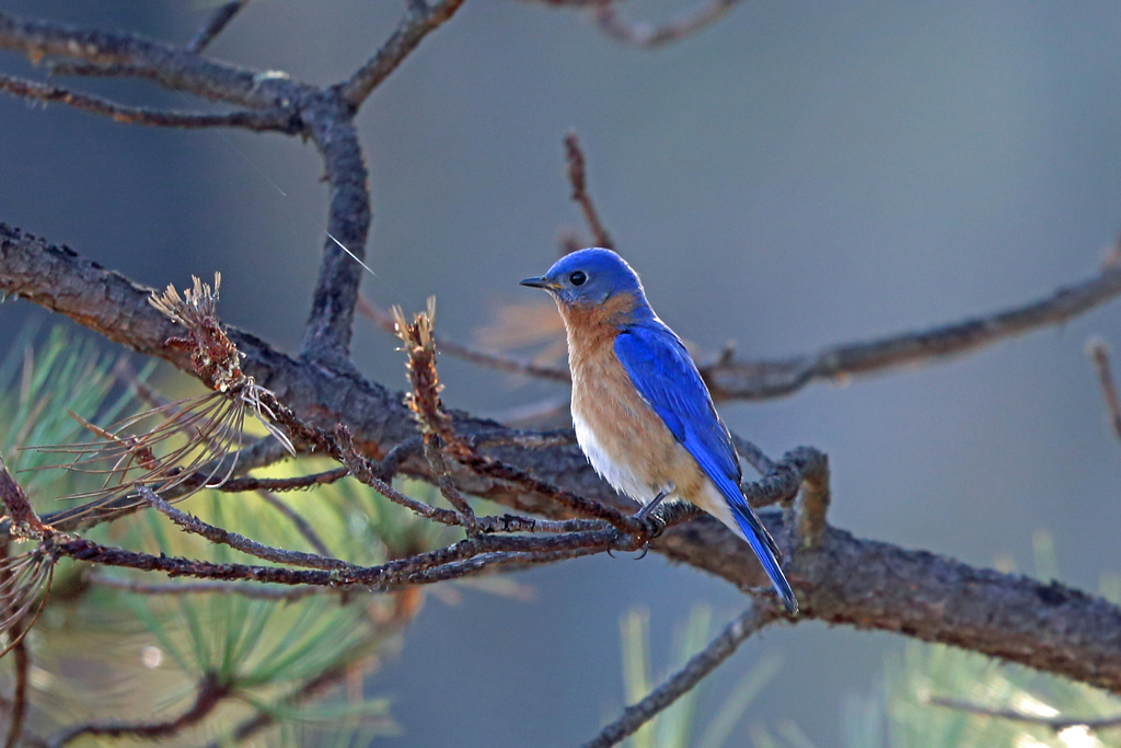 Azure Bluebird