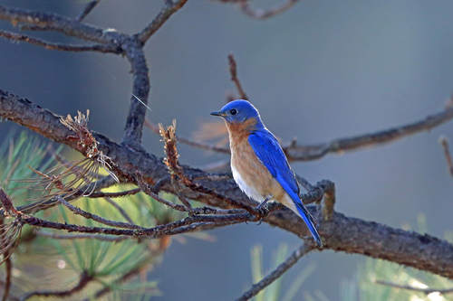 Azure Bluebird