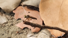 Ommatiini