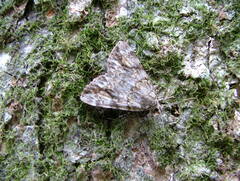 Catocala amica