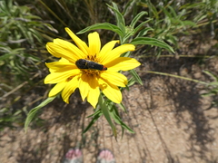 Acmaeodera flavomarginata