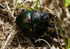 Trypocopris pyrenaeus