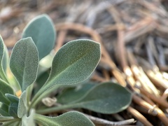 Physaria