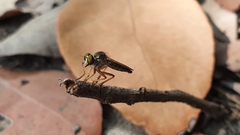 Ommatiini