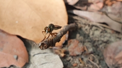 Ommatiini