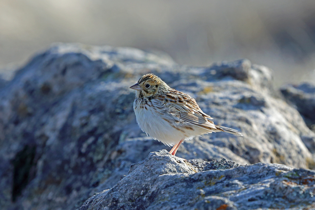 Baird's Sparrow