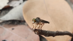 Ommatiini