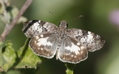 Chiomara georgina pelagica