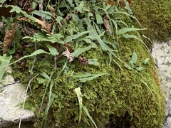 Asplenium rhizophyllum