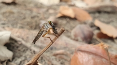 Ommatiini