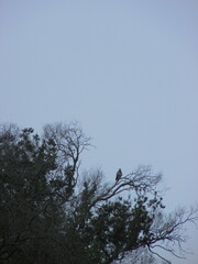 Geranoaetus melanoleucus australis