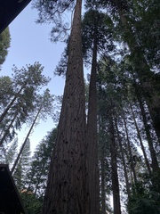 Sequoiadendron giganteum