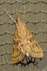 Daulia magdalena